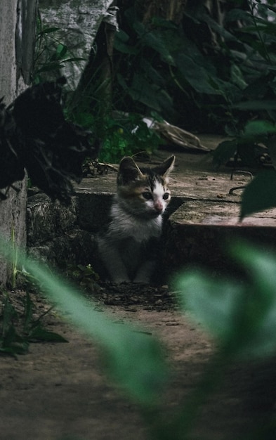 Mignon petit chat se reposant sur le trottoir