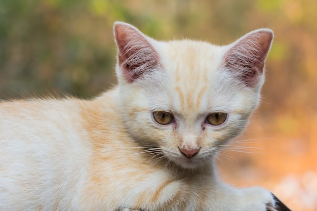 Mignon petit chat