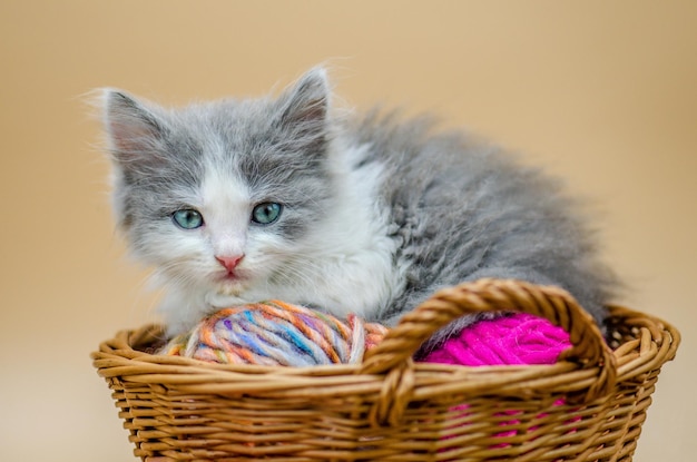 Mignon petit chaton avec des accessoires de tricot