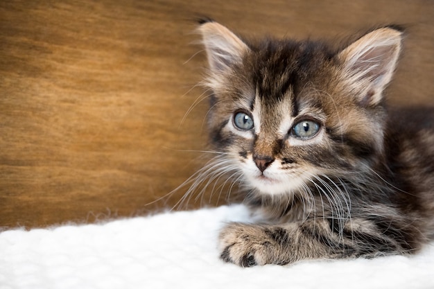 Mignon petit chaton aux yeux bleus relaxant sur la couverture chaude avec espace de copie.