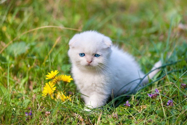 Mignon petit chaton blanc Scottish fold sur l'herbe