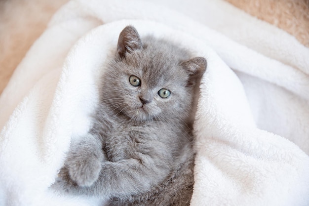 Mignon petit chaton britannique bleu gris enveloppé dans une couverture à carreaux blanche Concept d'adorables animaux de compagnie