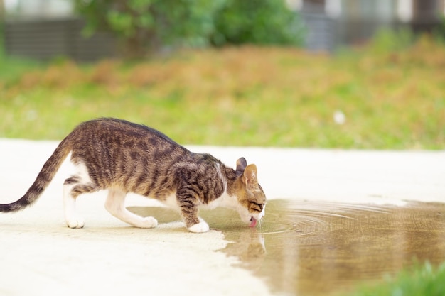 Mignon petit chaton chat errant sans-abri gris buvant dans une flaque d'eau à l'extérieur en étéCopyspace