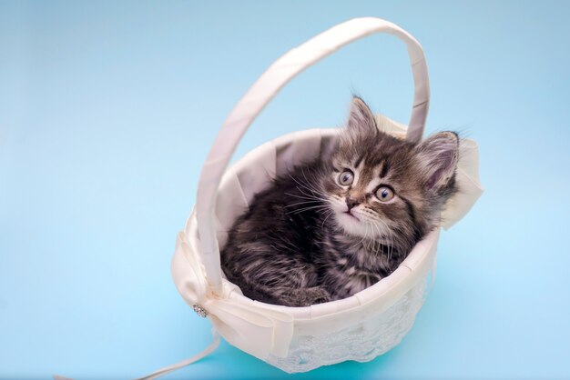 Mignon petit chaton dans un panier blanc