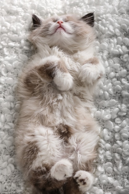 Mignon petit chaton dormant sur un plaid blanc, gros plan