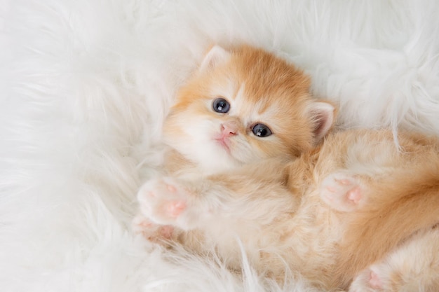 Mignon petit chaton drôle dort allongé sur le dos sur une couverture de fourrure