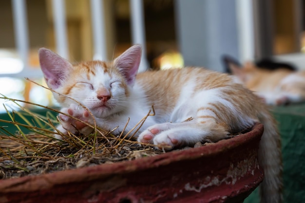 Mignon petit chaton endormi