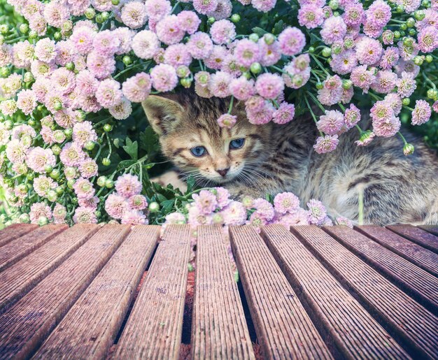 Photo mignon petit chaton en fleurs près de planche de bois