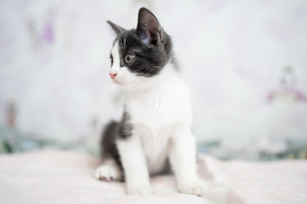 Photo mignon petit chaton gris et blanc assis sur un canapé jeune mignon petit chaton à la maison maison drôle mignonne