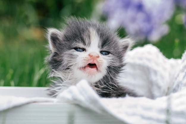 Mignon petit chaton gris et blanc assis dans un panier en bois. Bel animal de compagnie sur fond d'herbe verte et de fleurs