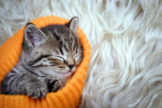 Mignon petit chaton gris dort sur fourrure blanche