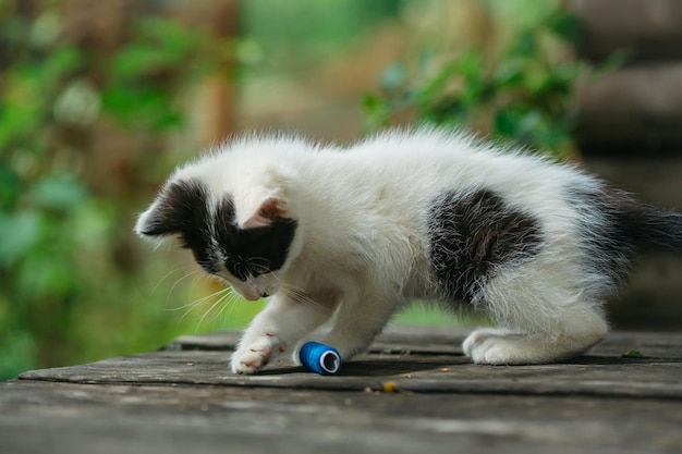 Mignon petit chaton jouant avec du fil