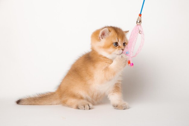 mignon petit chaton jouant avec un jouet sur fond blanc, race britannique