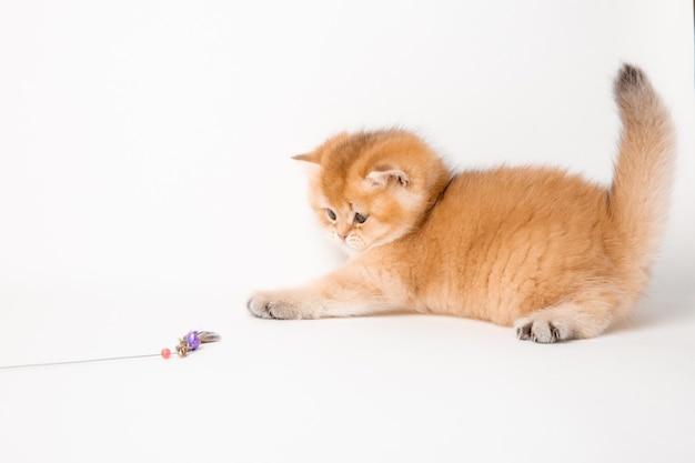 Mignon petit chaton jouant avec un jouet sur une race britannique de fond blanc