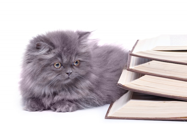 Mignon petit chaton et livres