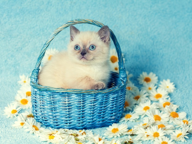 Mignon petit chaton point de couleur assis dans un panier sur des fleurs de camomille