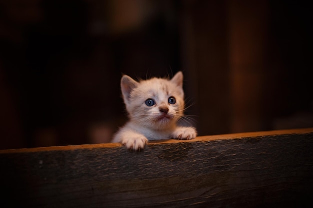 Un mignon petit chaton qui explore le monde qui l'entoure. pièce sombre dans la maison