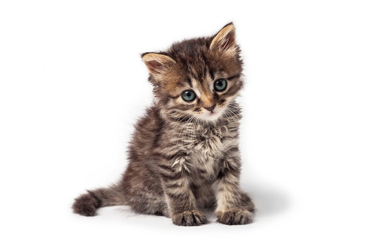 Photo mignon petit chaton rayé isolé sur fond blanc