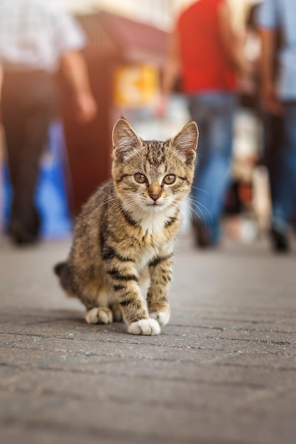 Mignon petit chaton à rayures brunes sans-abri effrayé assis sur le trottoir dans le fond de la foule bokeh de la grande ville