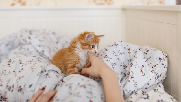 Mignon petit chaton roux dans les mains du propriétaire kitty mordant les doigts de la fille