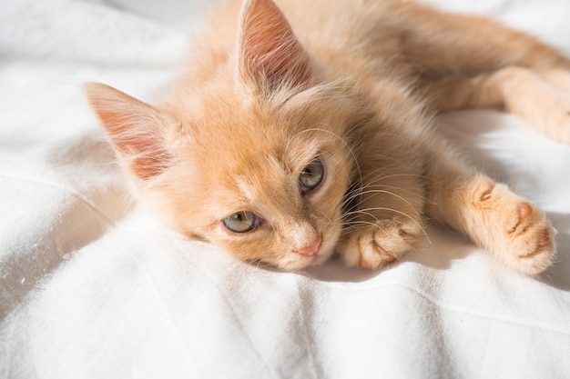 Mignon petit chaton roux se trouve sur une couverture blanche et regarde la caméra