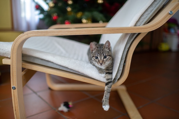 Mignon petit chaton se trouve et se détend sur un fauteuil.