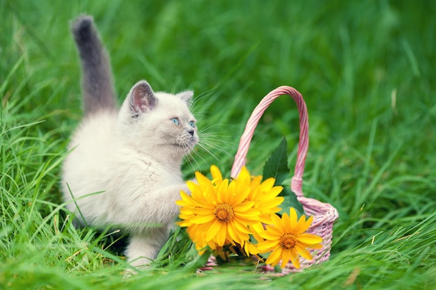 Mignon petit chaton siamois près d'un panier avec des fleurs jaunes en plein air sur l'herbe