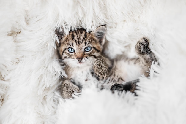 Mignon petit chaton tigré allongé sur une couverture blanche en fourrure