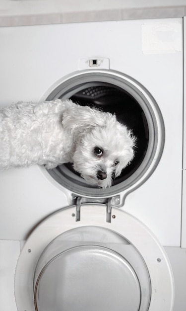 Mignon petit chien blanc regardant en arrière par machine à laver