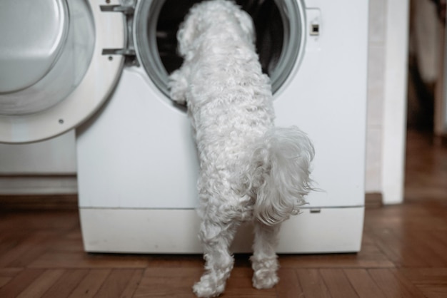 Mignon petit chien blanc regardant dans la machine à laver