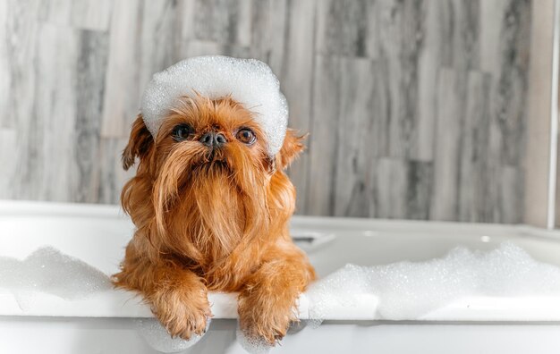 Un mignon petit chien Griffon prend un bain moussant avec ses pattes sur le bord de la baignoire