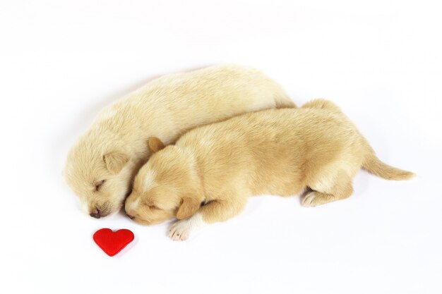 Mignon petit chien isolé avec coeur rouge.