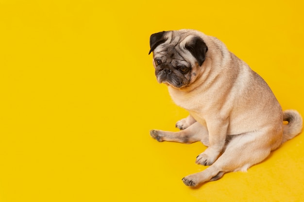 Mignon petit chien isolé sur jaune