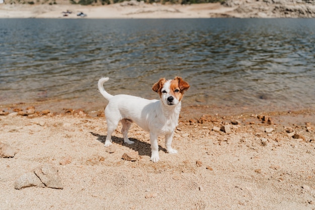 Mignon petit chien jack russell nageant dans le lac. heure d'été. animaux, aventure et nature