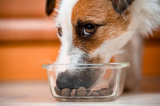 Mignon petit chien mange de la nourriture pour chien, gros plan. Délicatesse vitaminique, alimentation saine pour chien, Jack Russell Terrier mange de la nourriture sèche