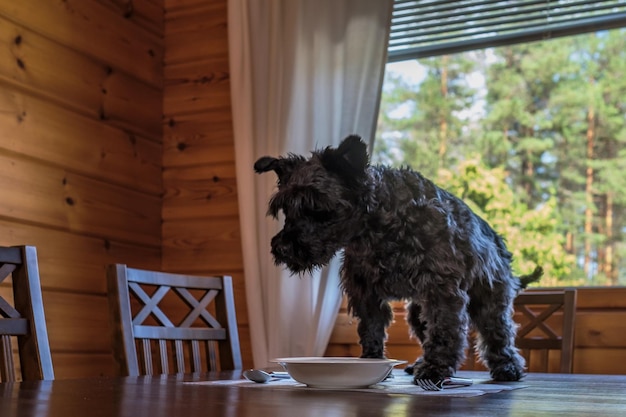 Mignon petit chien noir mangeant de délicieux biscuits sur la table de la cuisine