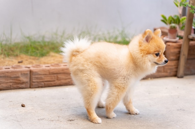 Mignon petit chien de Poméranie caca hors de la zone préparée.