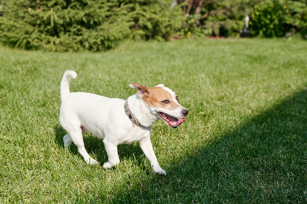 Mignon petit chien qui court avec la langue le long de la pelouse du parc le jour d'été