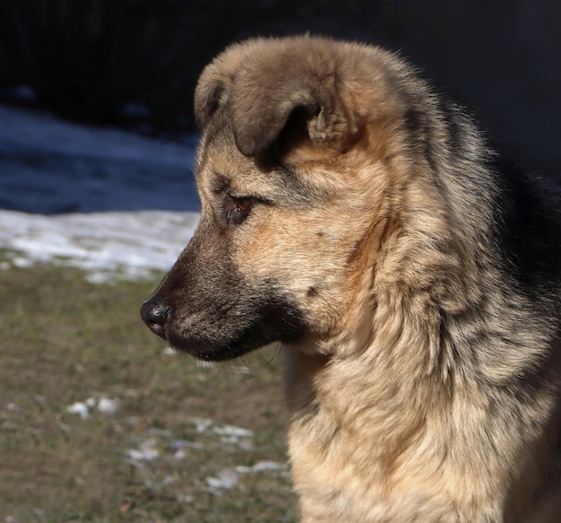 mignon petit chien