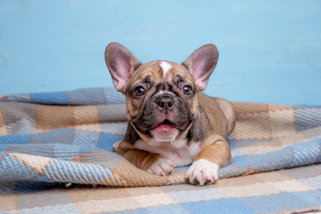 Mignon petit chiot bouledogue français sur fond bleu concept d'animal mignon