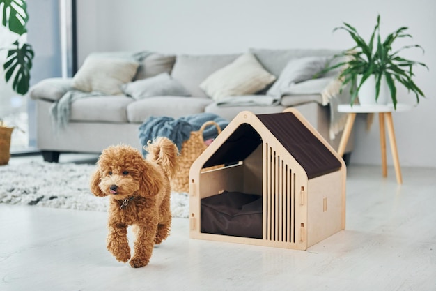 Mignon petit chiot caniche avec stand pour animaux de compagnie à l'intérieur dans la chambre domestique moderne