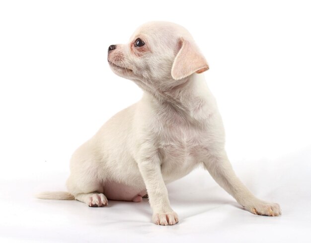 Mignon petit chiot chihuahua assis sur blanc regardant la caméra isolée