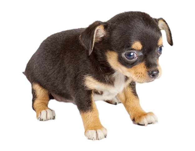 Mignon petit chiot chihuahua assis sur blanc regardant la caméra isolée