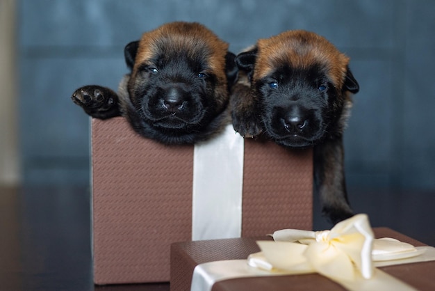 Photo mignon petit chiot dormant sur l'oreiller race malinoise