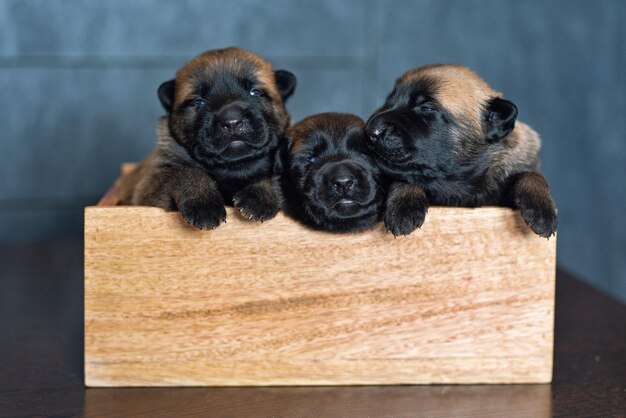 Photo mignon petit chiot dormant sur l'oreiller race malinoise