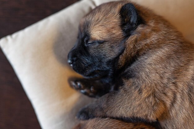 Photo mignon petit chiot dormant sur l'oreiller race malinoise