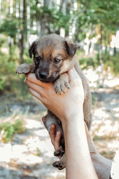 Mignon petit chiot entre les mains de la fille.