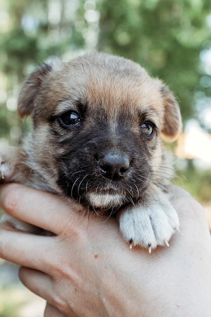 Mignon petit chiot entre les mains de la fille.