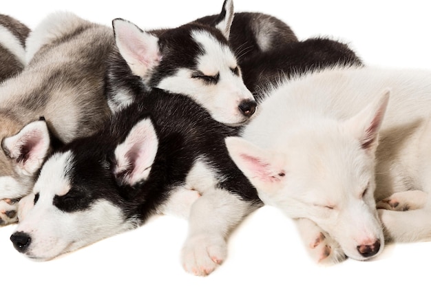 Mignon petit chiot husky isolé sur fond blanc