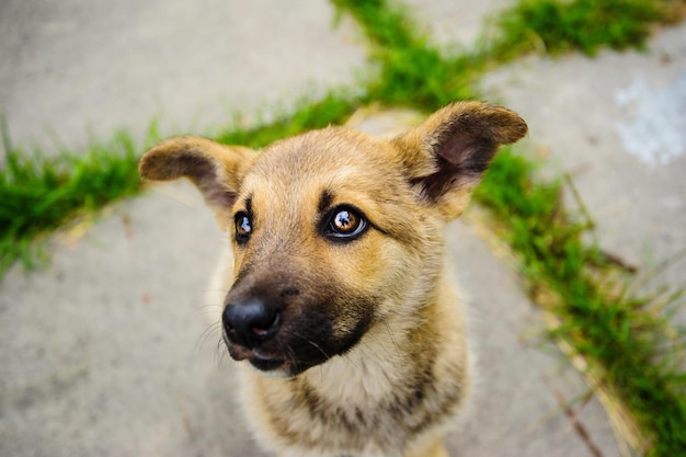 Mignon petit chiot